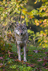 Eurasischer Grauwolf