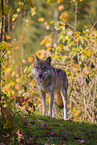 Eurasischer Grauwolf