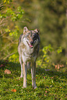 Eurasischer Grauwolf