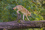 Eurasischer Grauwolf