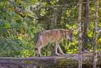 Eurasischer Grauwolf