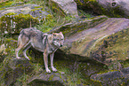 Eurasischer Grauwolf