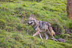 Eurasischer Grauwolf