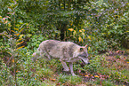 Eurasischer Grauwolf