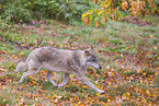 Eurasischer Grauwolf