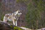 Eurasischer Grauwolf