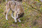 Eurasischer Grauwolf