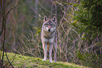 Eurasischer Grauwolf