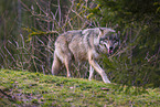 Eurasischer Grauwolf