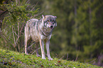 Eurasischer Grauwolf