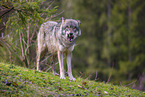 Eurasischer Grauwolf