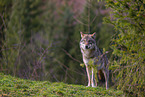 Eurasischer Grauwolf