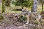 Eurasischer Grauwolf