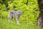 Eurasischer Grauwolf