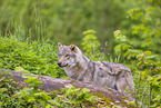 Eurasischer Grauwolf