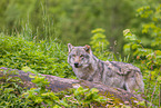 Eurasischer Grauwolf