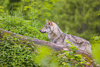 Eurasischer Grauwolf