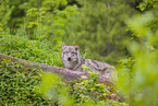 Eurasischer Grauwolf