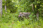 Eurasischer Grauwolf