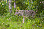 Eurasischer Grauwolf