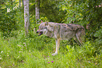 Eurasischer Grauwolf