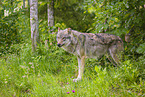 Eurasischer Grauwolf
