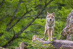 Eurasischer Grauwolf