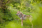 Eurasischer Grauwolf