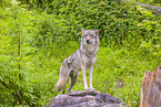 Eurasischer Grauwolf