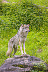 Eurasischer Grauwolf
