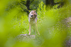 Eurasischer Grauwolf