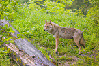 Eurasischer Grauwolf