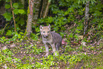 Eurasischer Grauwolf
