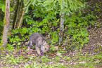 Eurasischer Grauwolf
