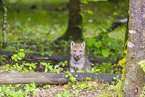 Eurasischer Grauwolf