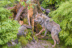 Eurasischer Grauwolf