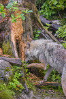 Eurasischer Grauwolf