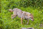 Eurasischer Grauwolf