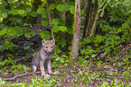 Eurasischer Grauwolf