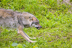 Eurasischer Grauwolf