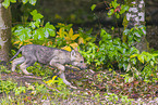 Eurasischer Grauwolf