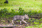 Eurasischer Grauwolf
