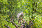 Eurasischer Grauwolf