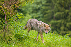 Eurasischer Grauwolf