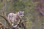 Eurasischer Grauwolf