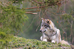 Eurasischer Grauwolf