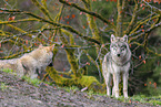 Eurasischer Grauwolf