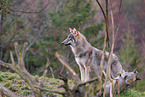 Eurasischer Grauwolf