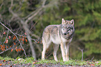 Eurasischer Grauwolf