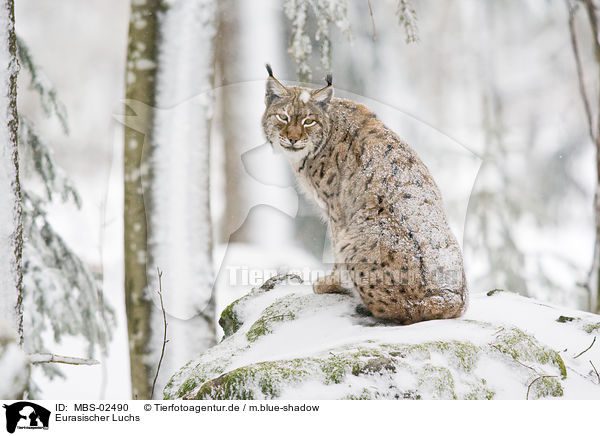 Eurasischer Luchs / Lynx lynx / MBS-02490